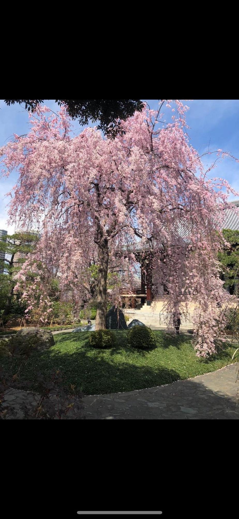 新宿庭院の屋-Shinjuku Garden Home -28 Square Meters King Size Bed Garden Room Tokyo Dış mekan fotoğraf