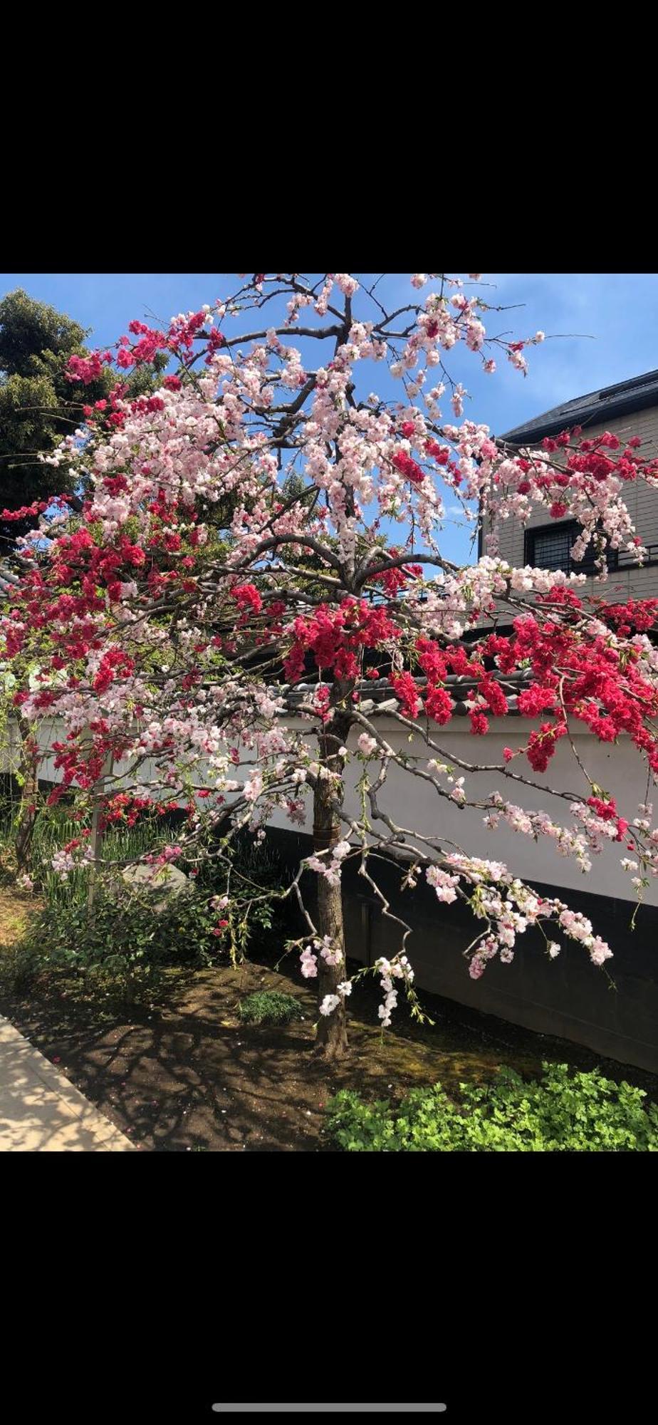 新宿庭院の屋-Shinjuku Garden Home -28 Square Meters King Size Bed Garden Room Tokyo Dış mekan fotoğraf