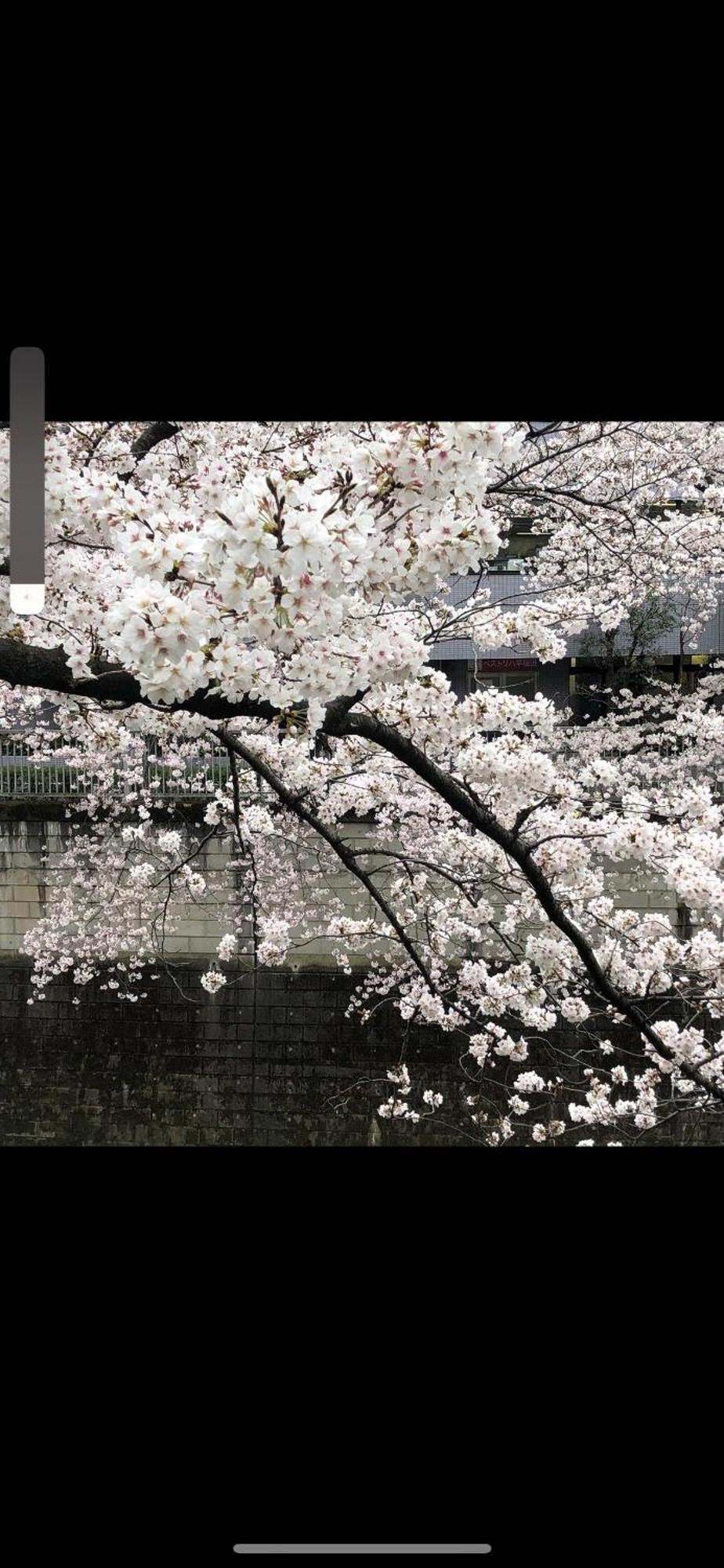 新宿庭院の屋-Shinjuku Garden Home -28 Square Meters King Size Bed Garden Room Tokyo Dış mekan fotoğraf